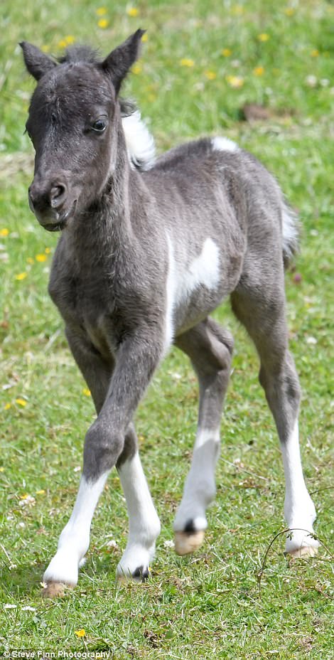 The miniature 15ins horse MicroBoo who is barely bigger than a Coca-Cola bottle